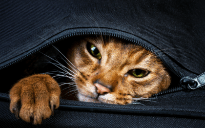 Why Cats Develop Painful Urinary Problems – And How to Prevent the Next Emergency
